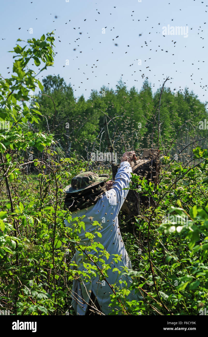 Bees swarm in a trap - a wooden box Stock Photo - Alamy