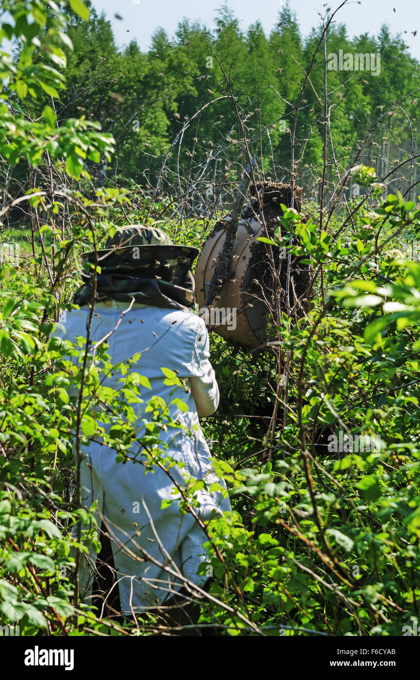 Bees swarm in a trap - a wooden box Stock Photo - Alamy