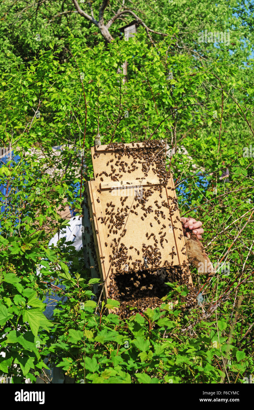 Spring Swarming Capture of a spring swarm of bees Stock Photo - Alamy