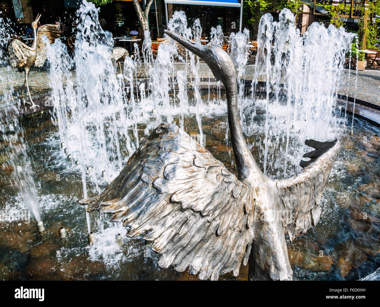 Dancing brolgas hi-res stock photography and images - Alamy