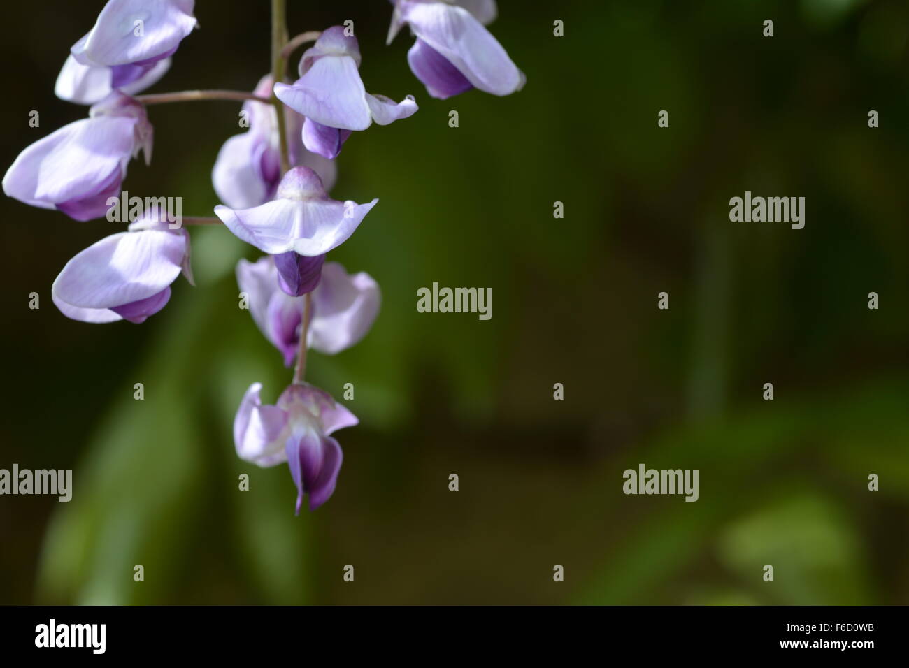 Purple and glycine coloured Wisteria flowers on dark green background Stock Photo