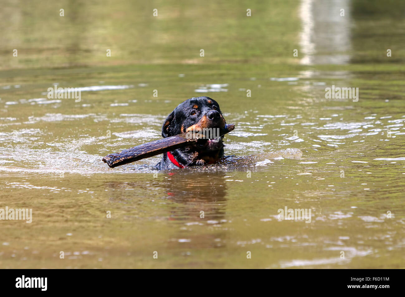 Portrait Of A Purebred Male Rottweiler In A River Carrying A Large ...