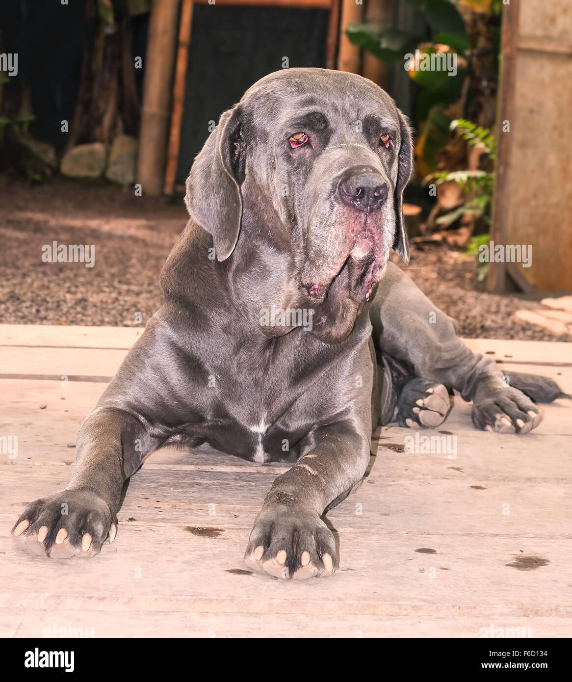 Neapolitan Mastiff Massive Dog Looking To The Camera Stock Photo