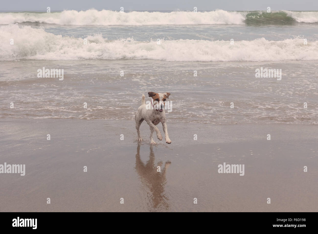 Jack Russell Terrier Cute Dog Runs, Jumps And Plays Stock Photo