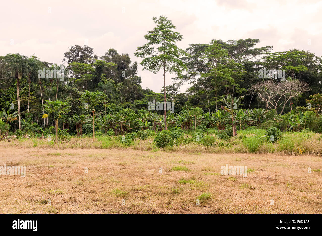 Amazon Rainforest Is The Largest Forest That Grows In The Tropical