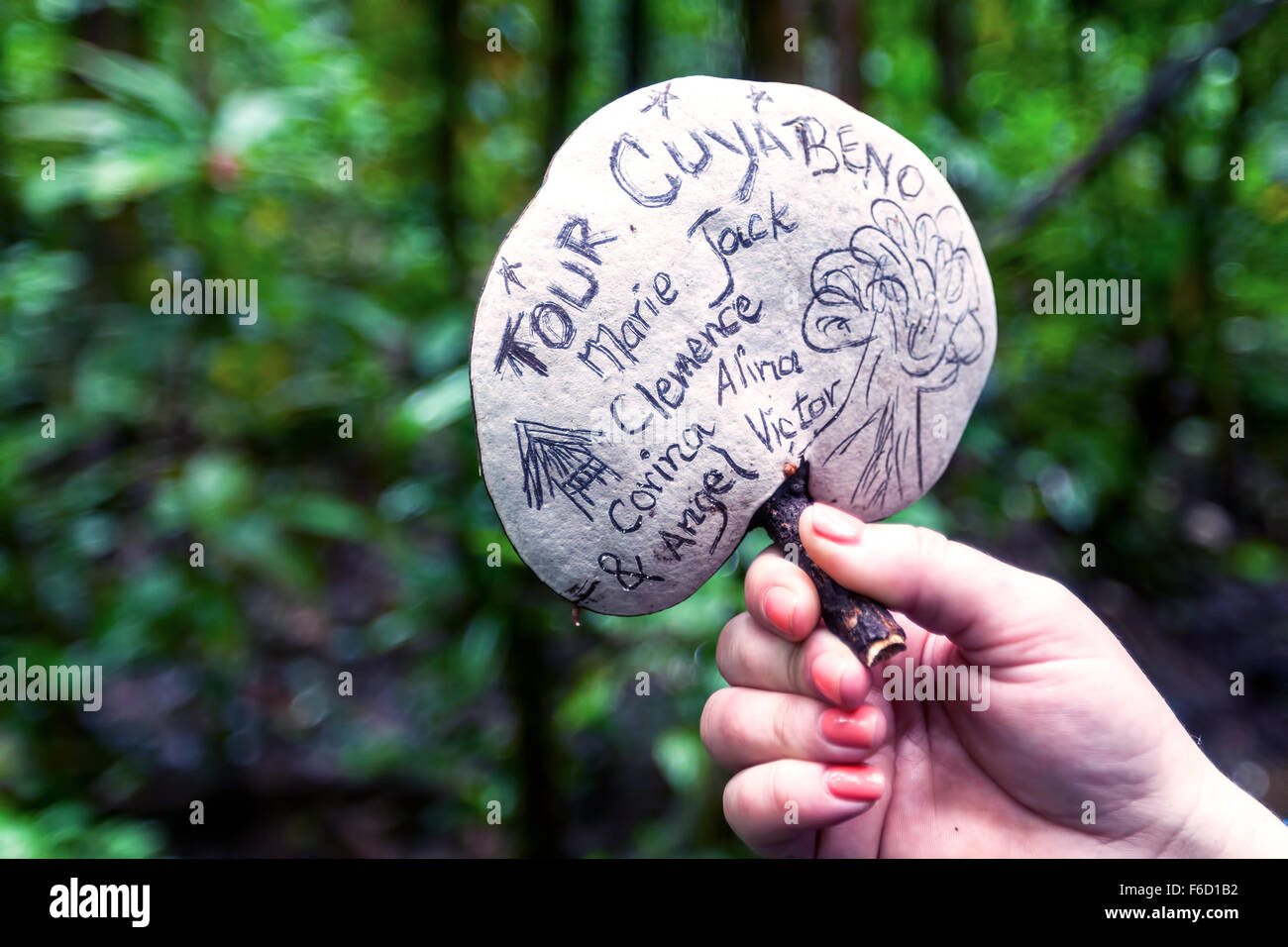 Giant White Mushroom, Cuyabeno National Park, South America Stock Photo