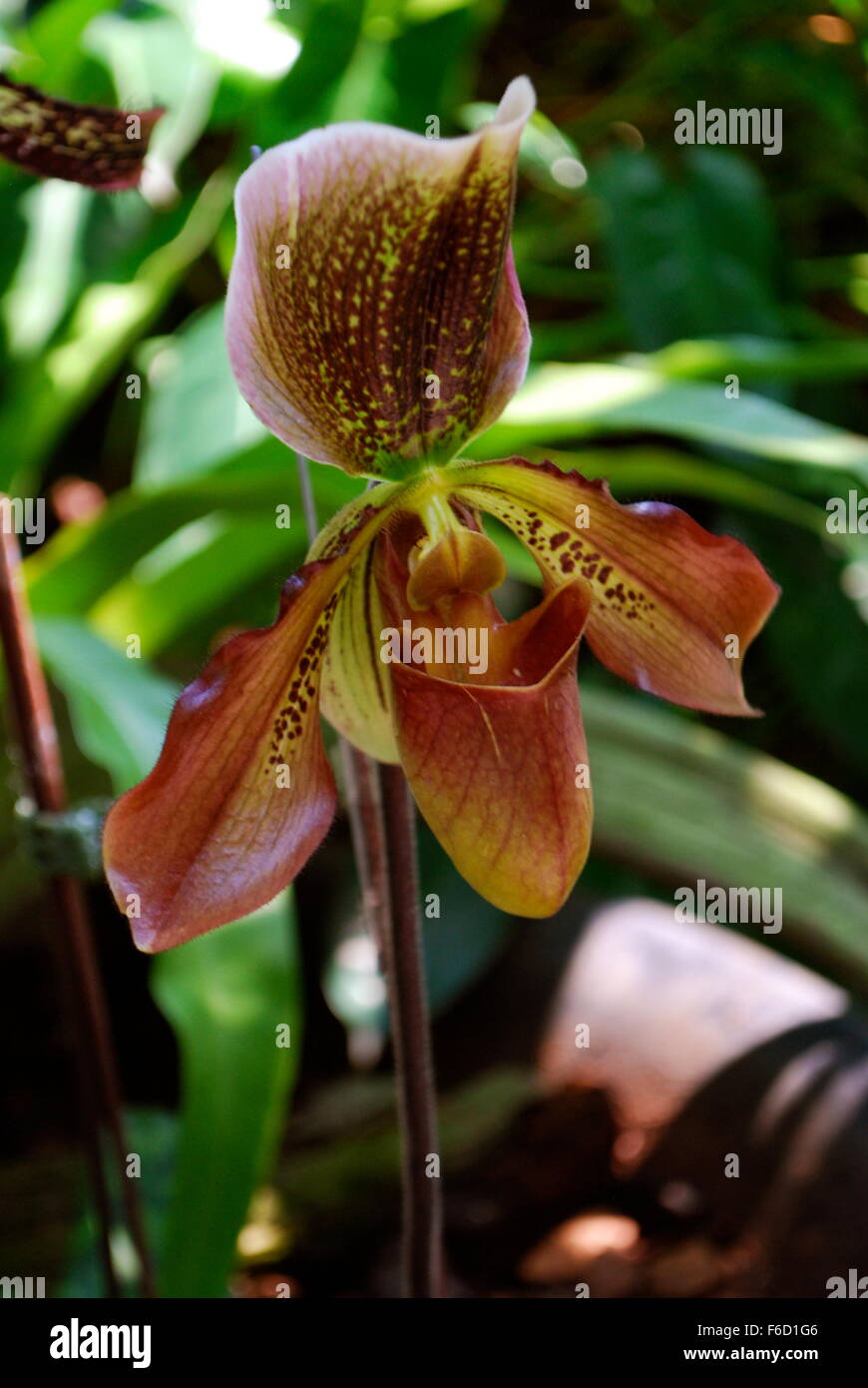 Paphiopedilum hybrid orchid flower Stock Photo