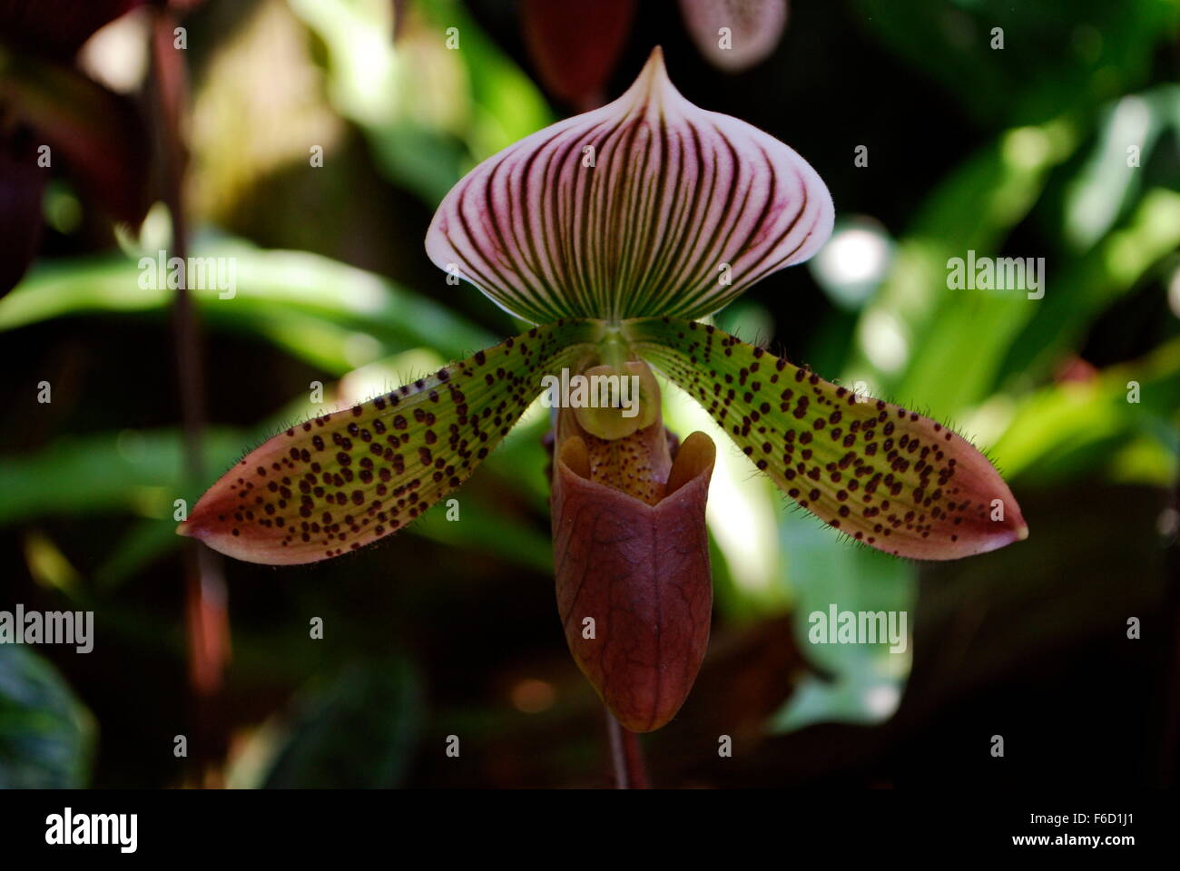 A Lady Slipper Orchid in Singapore Botanic Garden Stock Photo