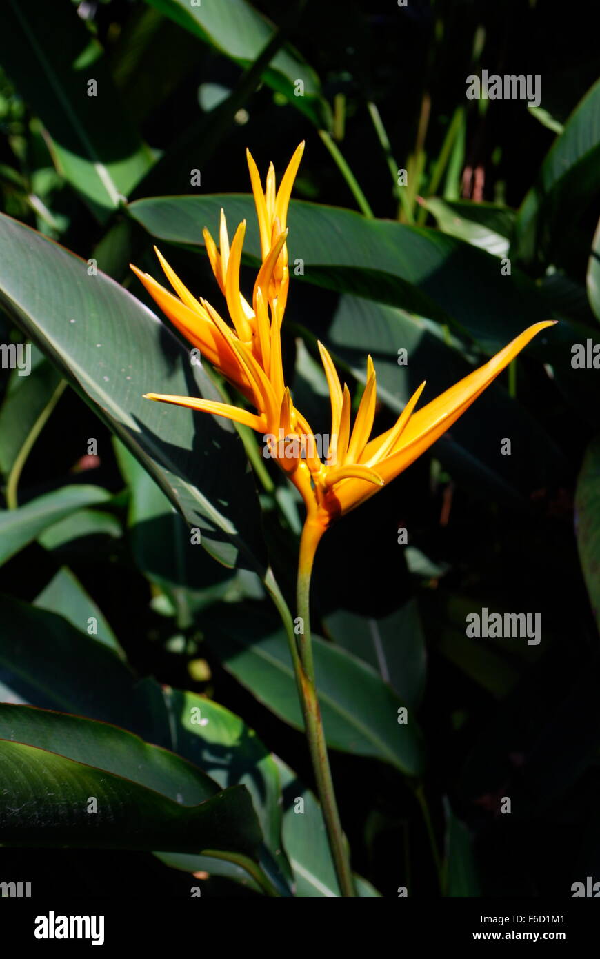 Heliconia Psittacorum flower Plant in Singapore National Orchid Garden
