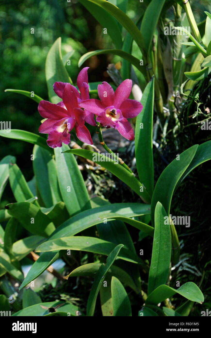 Exotic orchids in Singapore National Orchid Garden Stock Photo Alamy