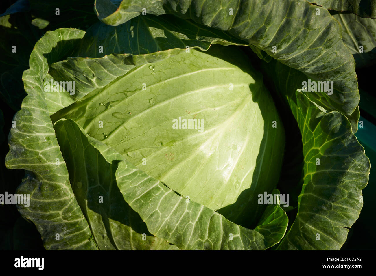 A whole head of green cabbage Stock Photo