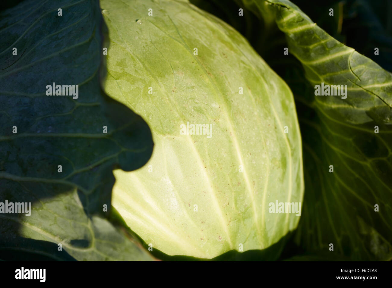 A whole head of green cabbage Stock Photo Alamy