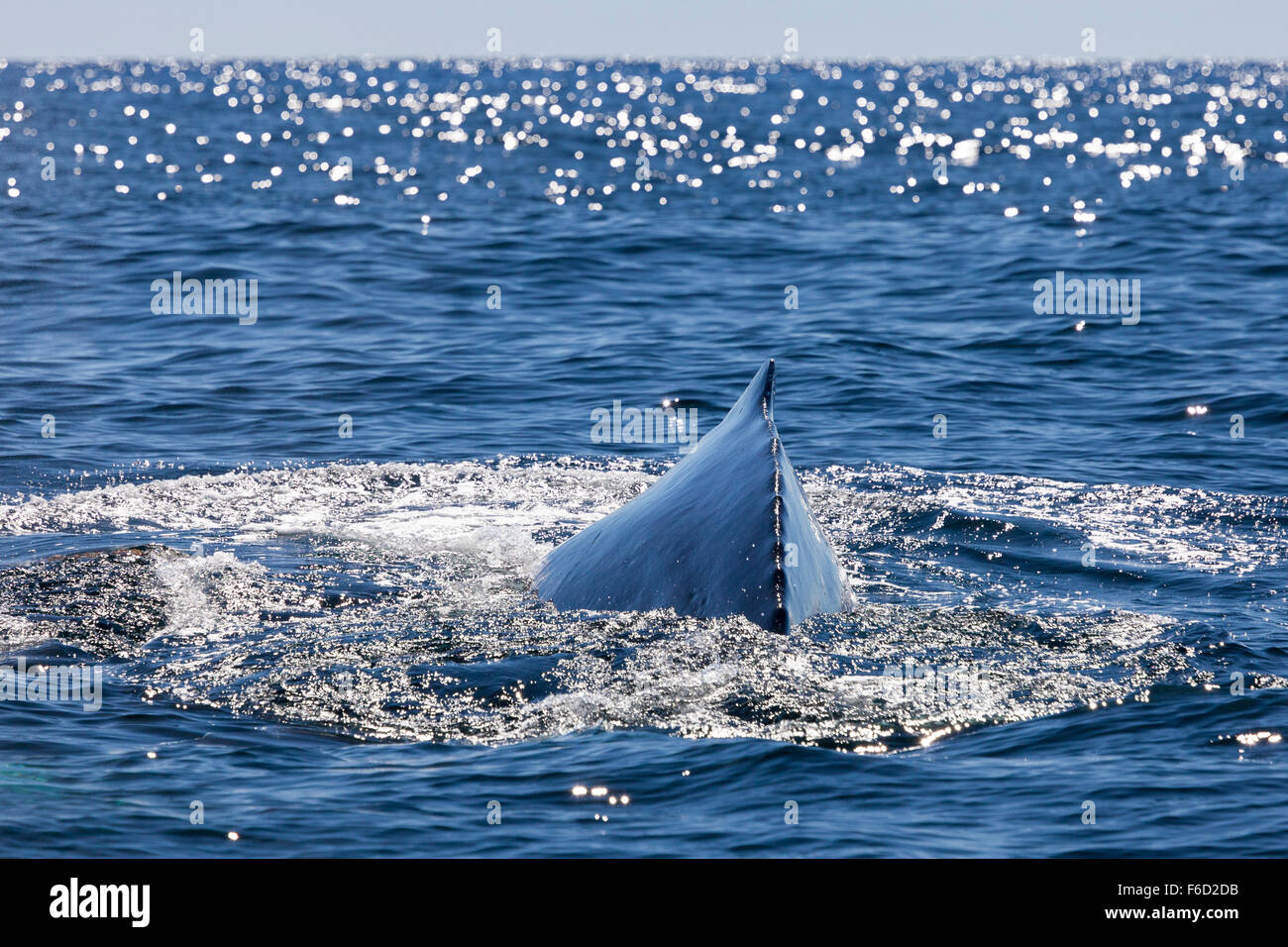 The back of a massive humpback whale breaks the water near Mazatlan, Sinaloa, Mexico. Stock Photo