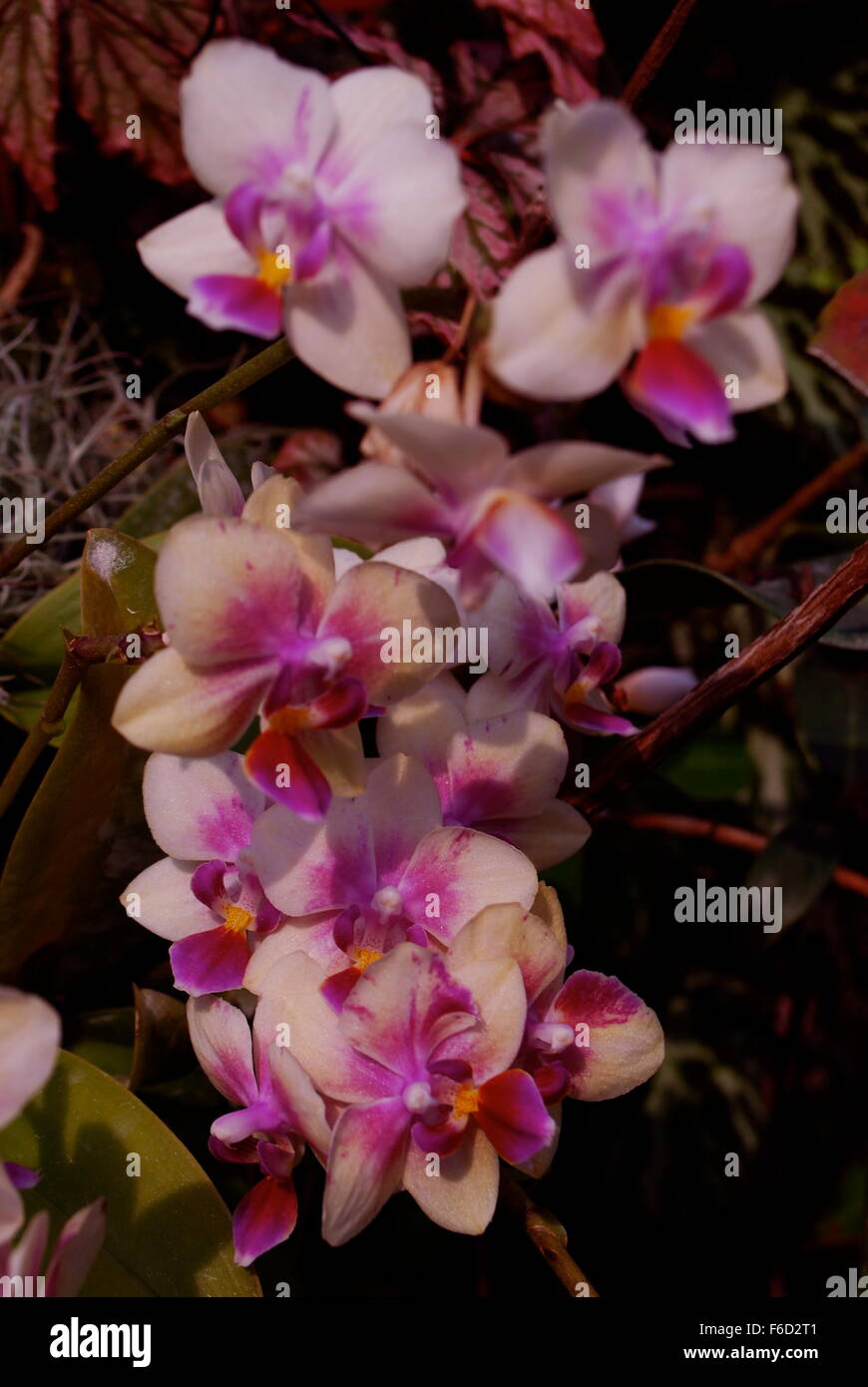 Vanda Miss Joaquim orchid, national flower of Singapore. Stock Photo