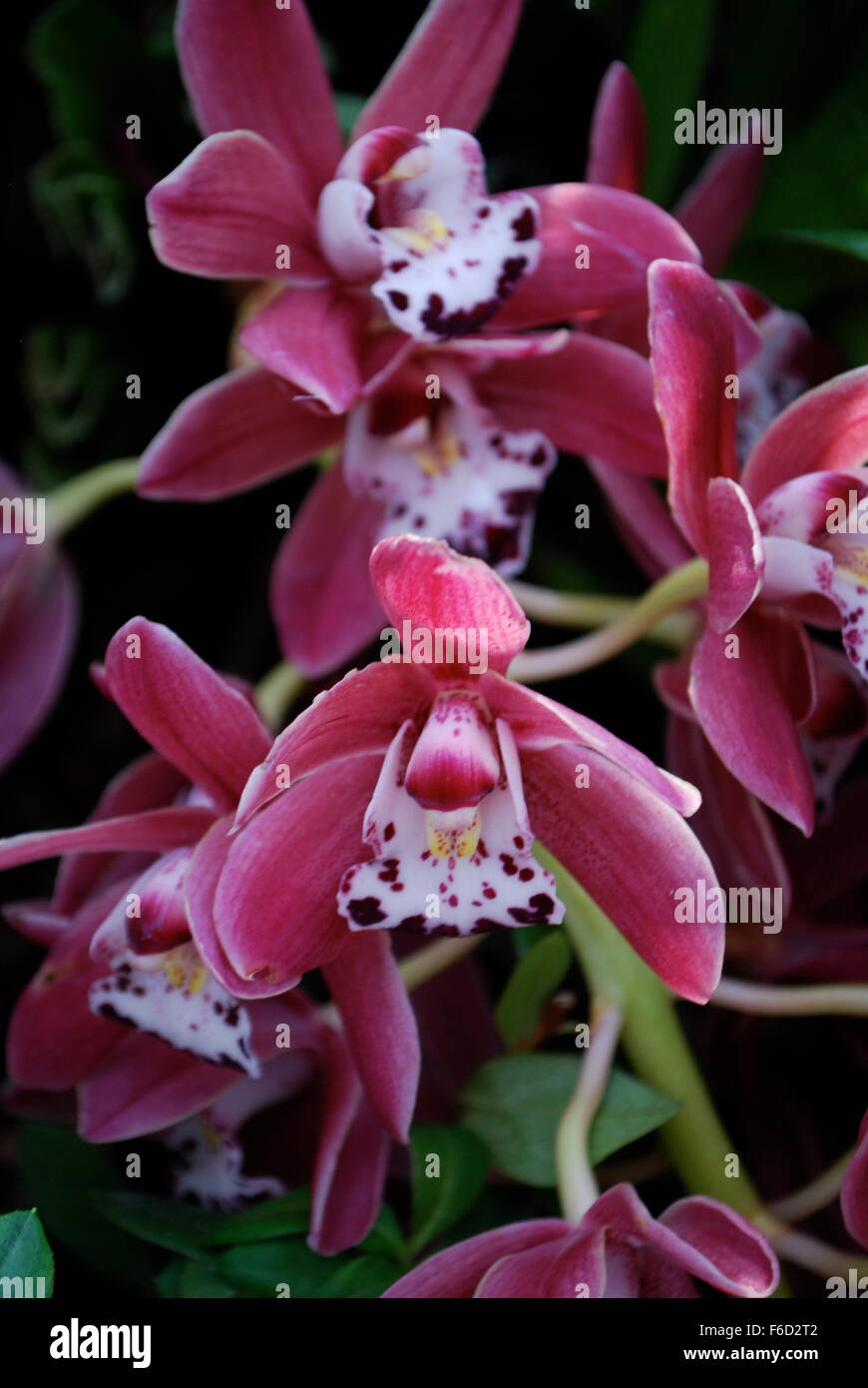 Exotic orchids in Singapore National Orchid Garden Stock Photo Alamy