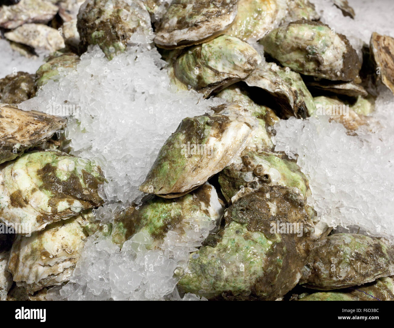 Closed Oysters On Ice For Sale At Chelsea Market New York Stock