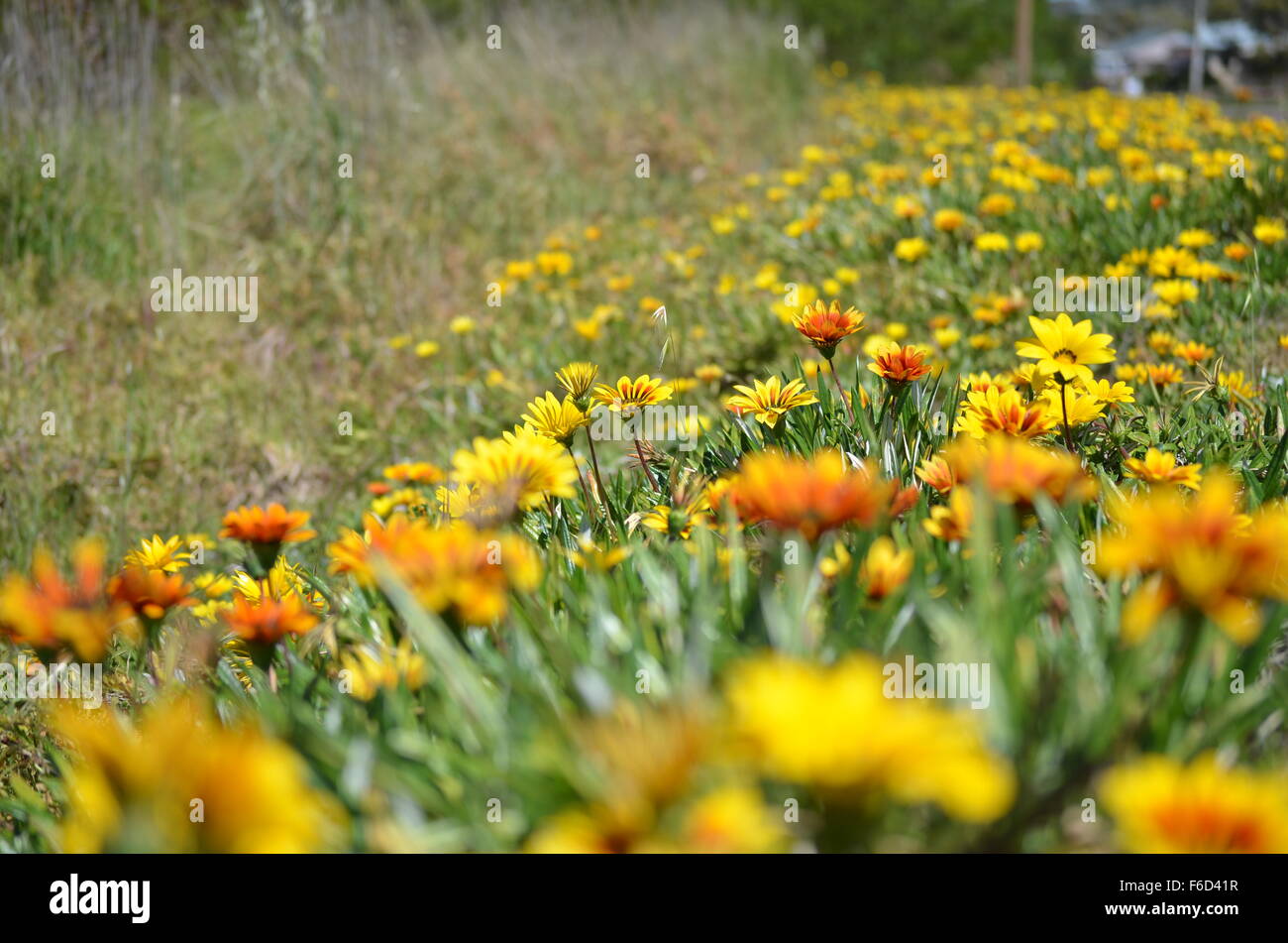yellow orange flowers in grass roadside curb Stock Photo Alamy