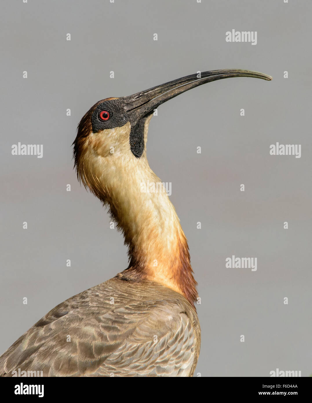 Portrait of Buff-necked Ibis (Theristicus caudatus) Stock Photo