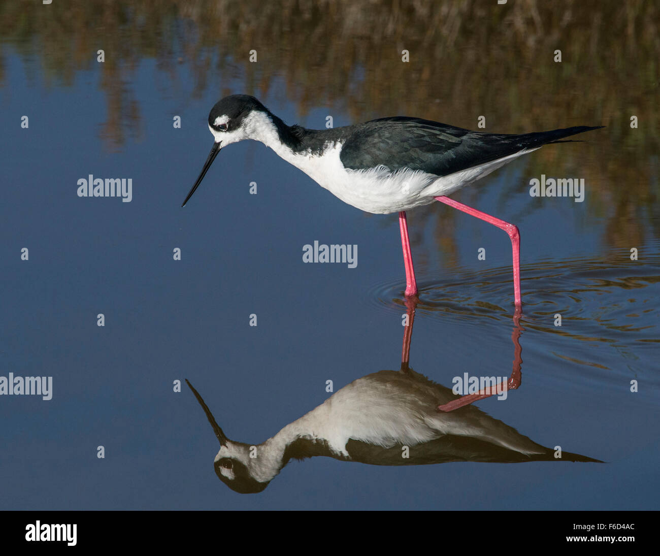 Black-necked Stilt (Himantopus mexicanus) with its reflection Stock Photo