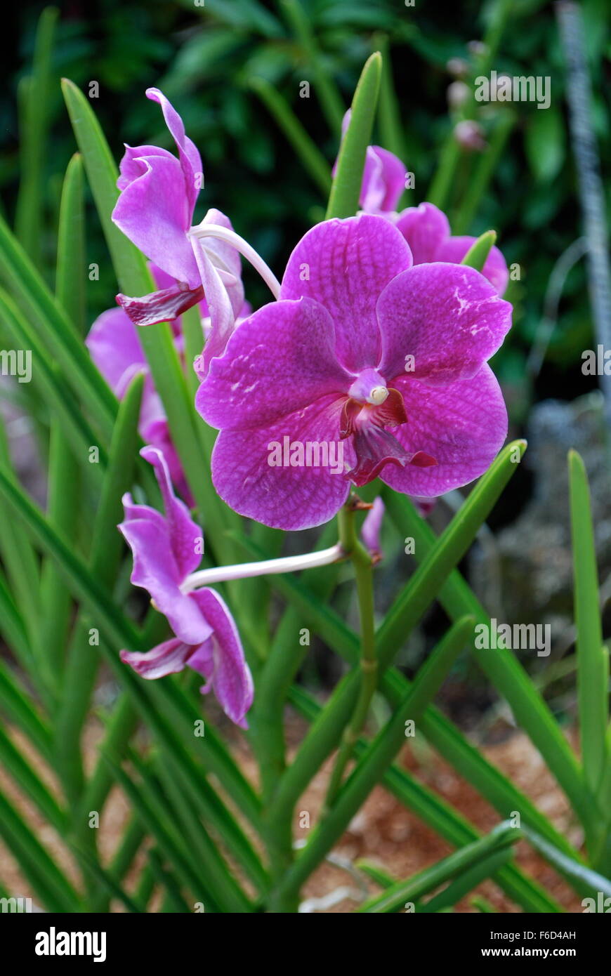 Exotic orchids hi-res stock photography and images - Alamy