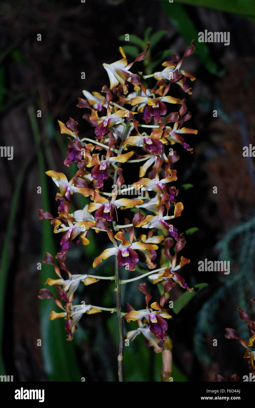 Exotic orchids in Singapore National Orchid Garden Stock Photo Alamy