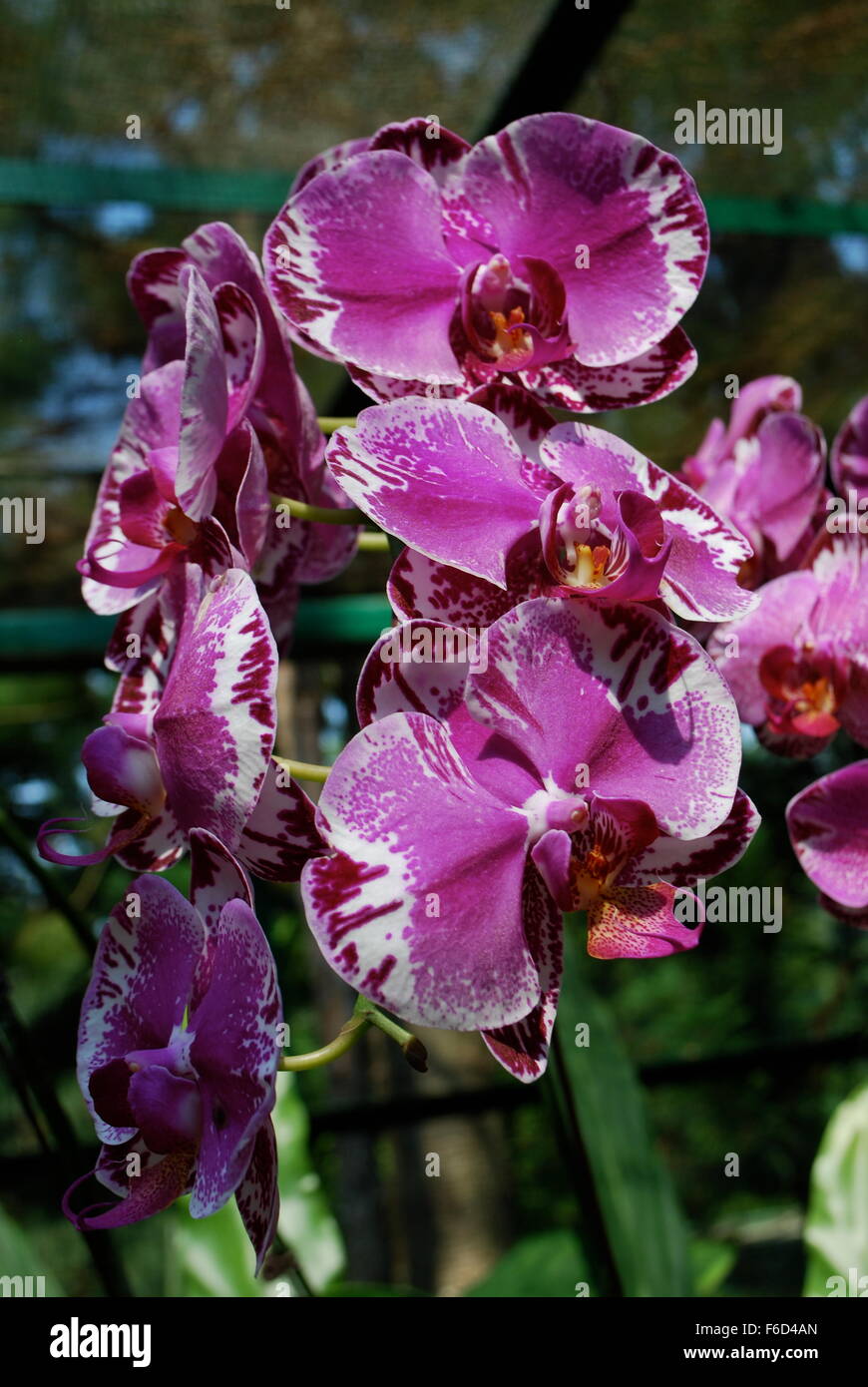 Exotic orchids in Singapore National Orchid Garden Stock Photo Alamy