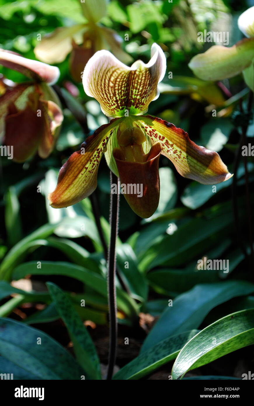 A Lady Slipper Orchid in Singapore Botanic Garden Stock Photo