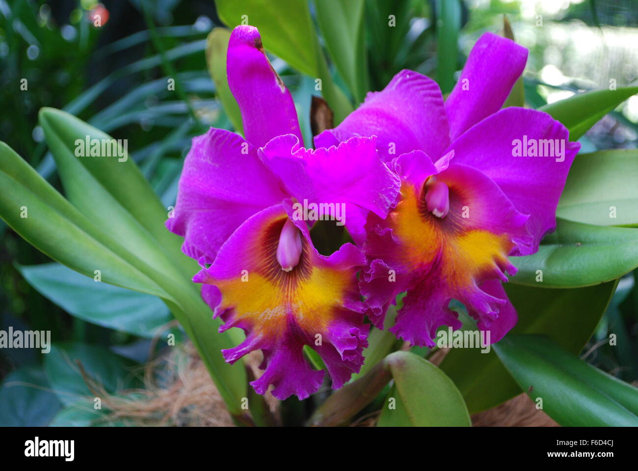 Colorful Dendrobium orchids from National Orchid garden in Singapore. Stock Photo