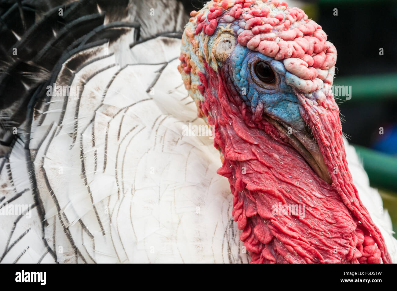 A red, white and blue turkey, icon of the American Thanksgiving holiday ...