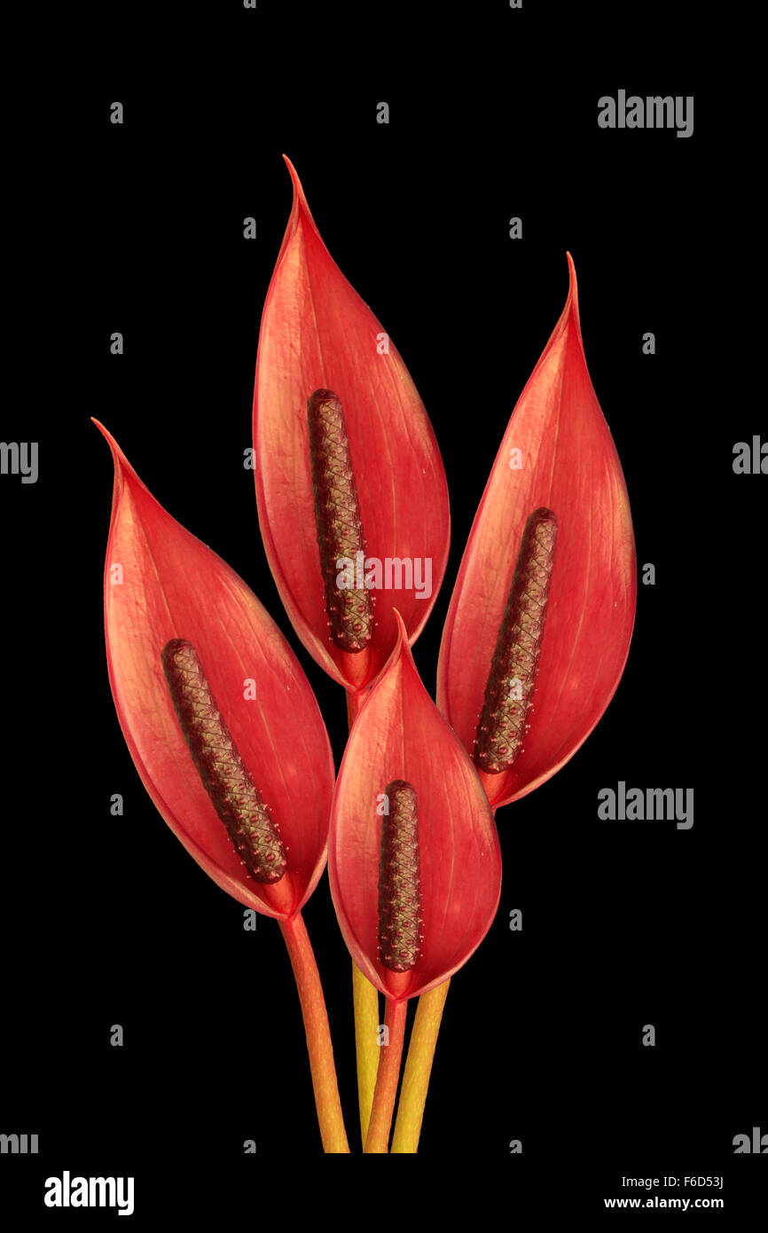 bunch of anthurium ark flowers on a  black background Stock Photo