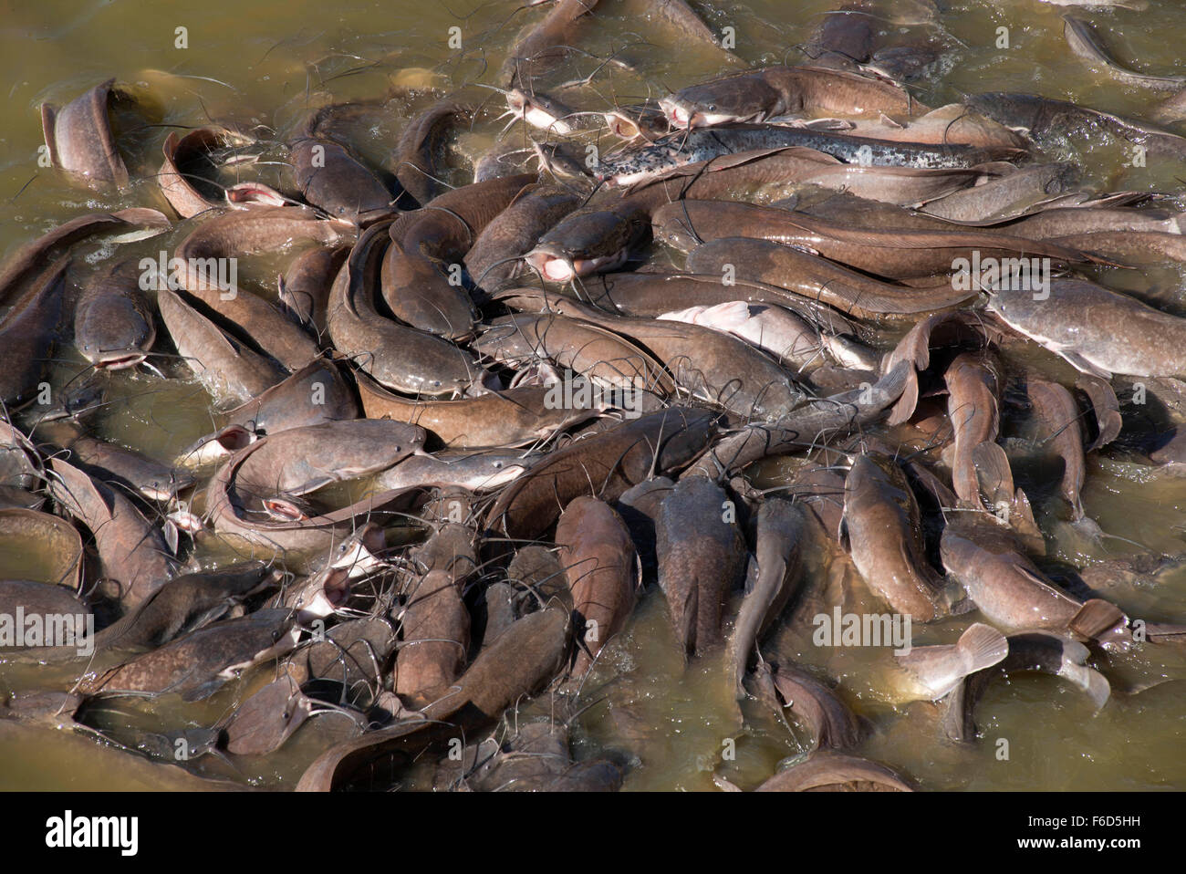 Swarm of catfish, gadi sagar lake, jaisalmer, rajasthan, india, asia Stock Photo