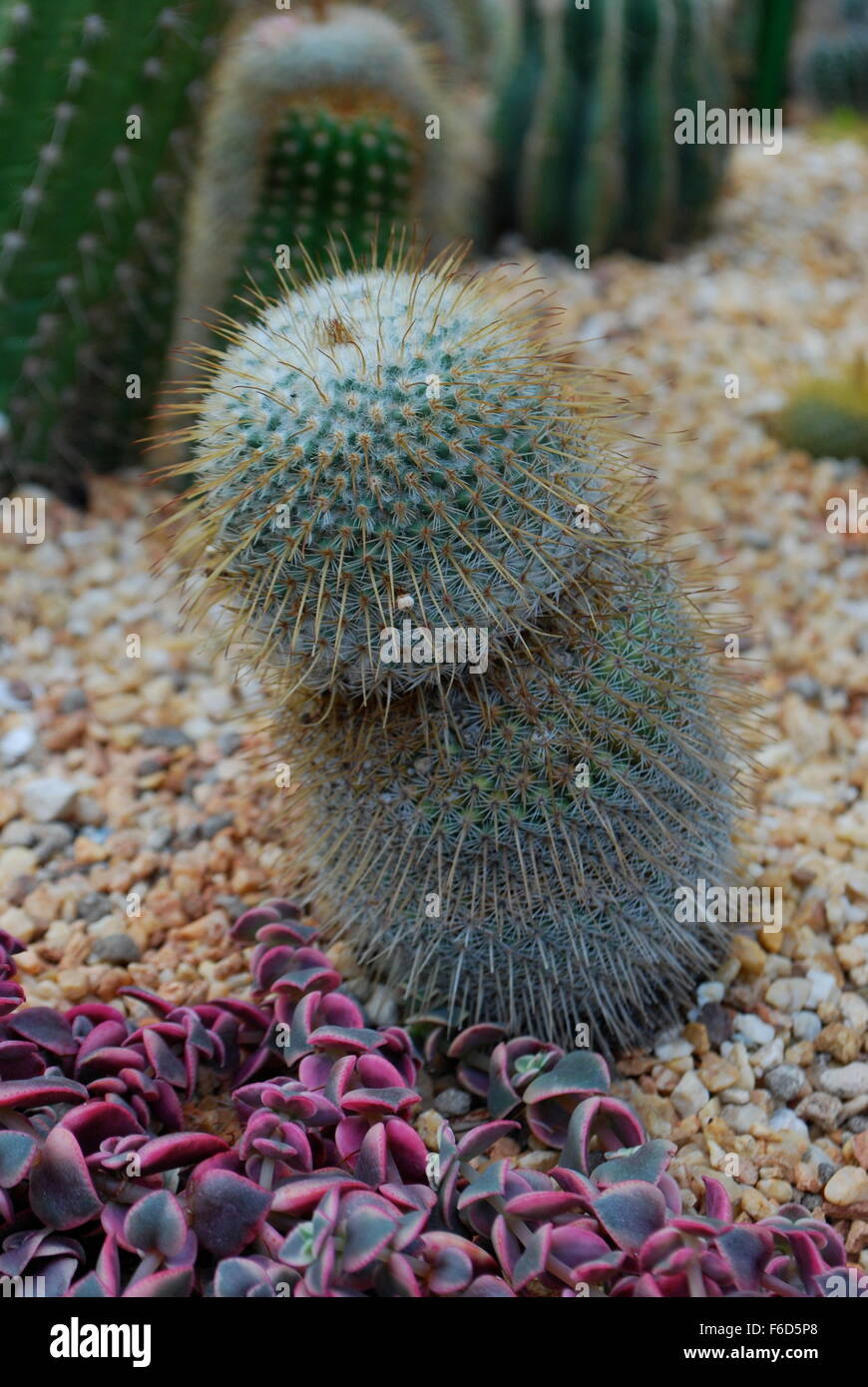 Small Phallic Cactus Plant Stock Photo