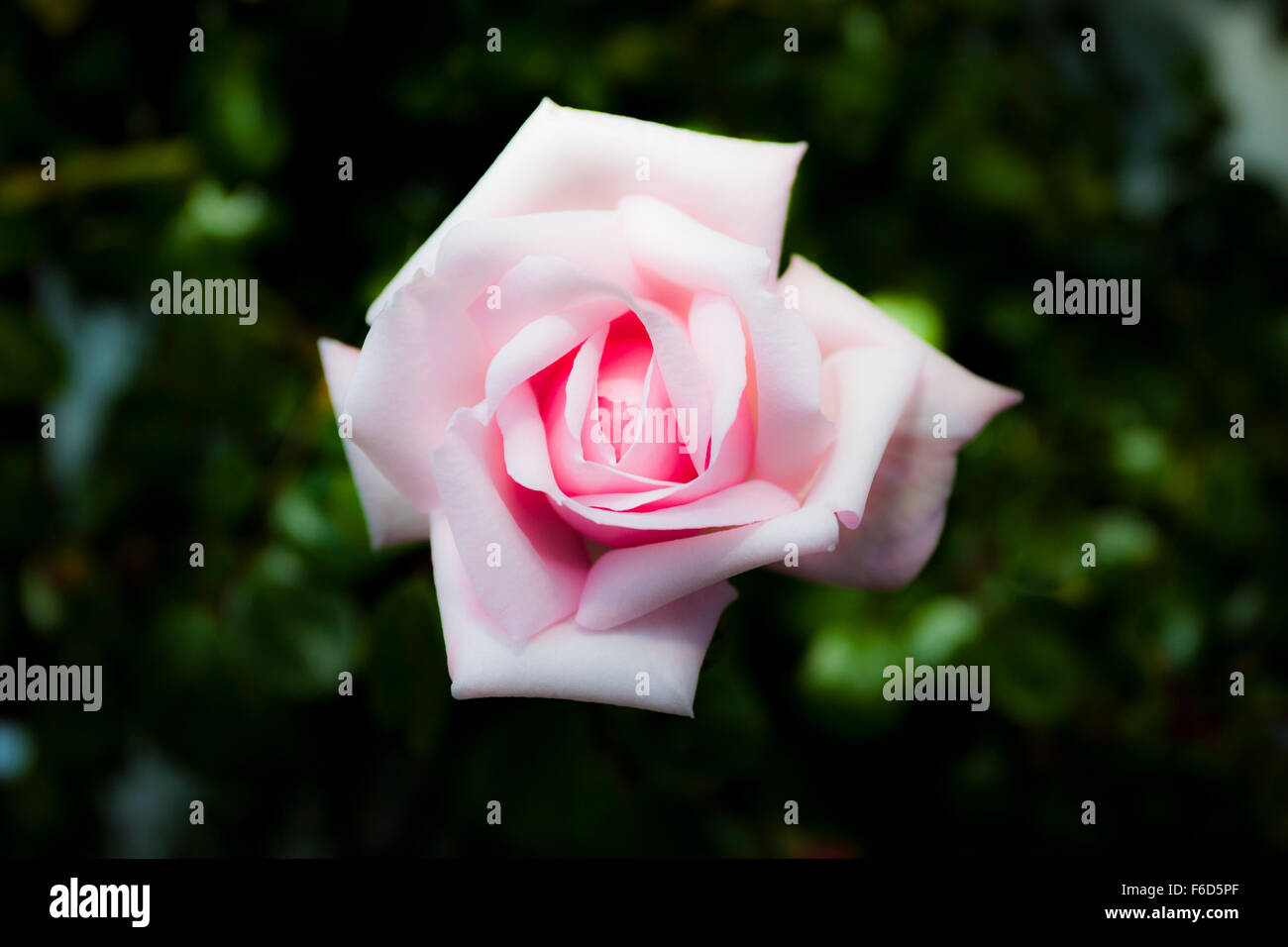Close up of a delicate pink rose bloom Stock Photo - Alamy