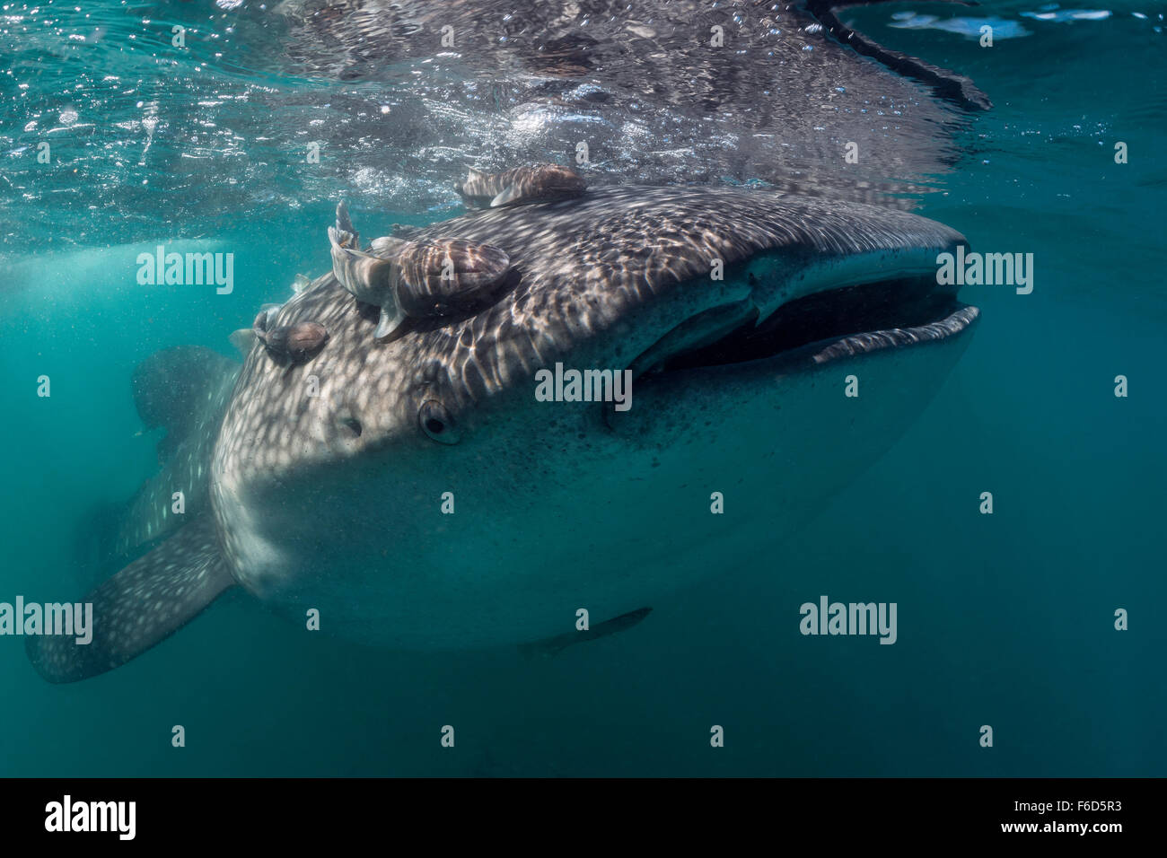 Whale Shark, Rhincodon typus, La Paz, Baja California Sur, Mexico Stock