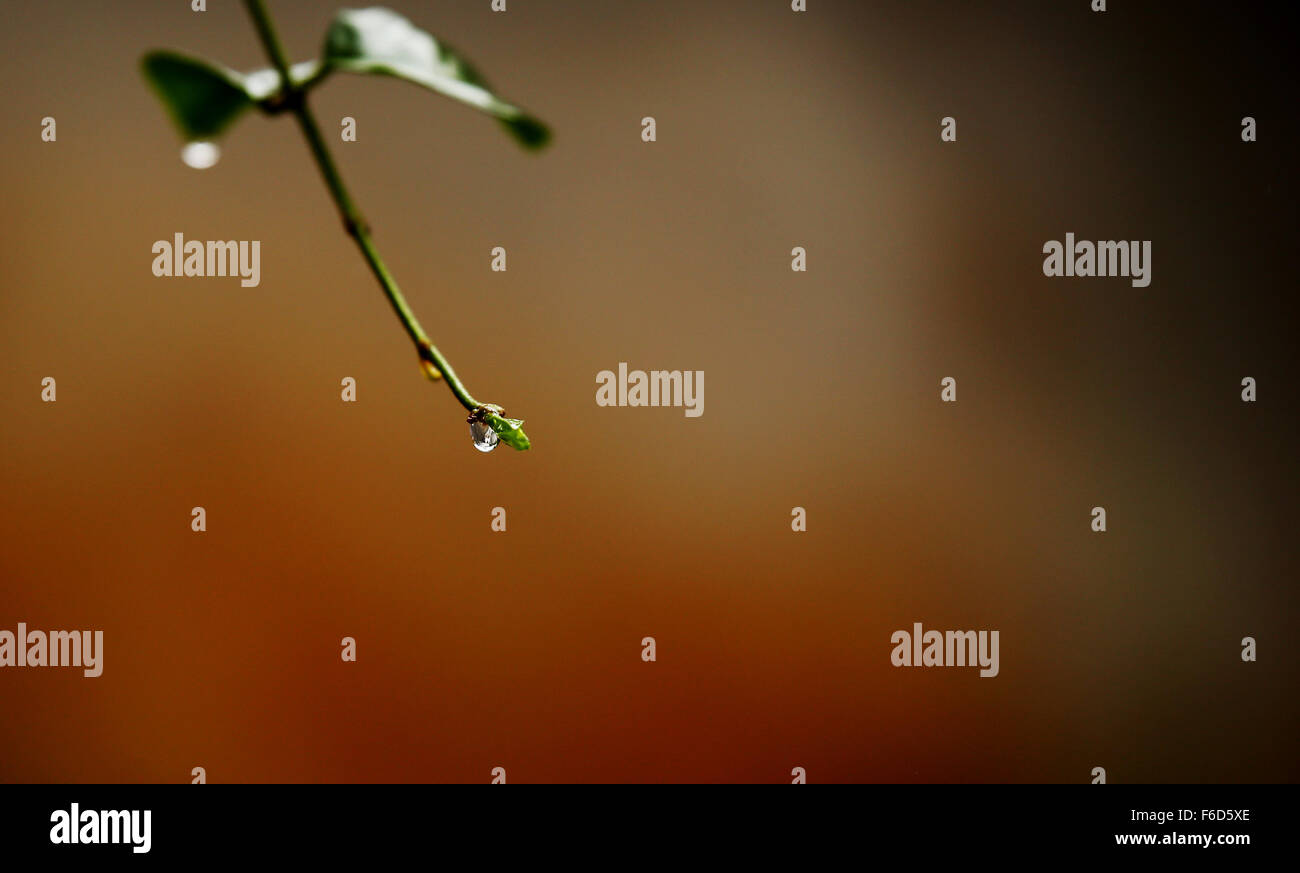 Raindrop Ready To Fall From Tip Of A Jasmine Plant With Plain