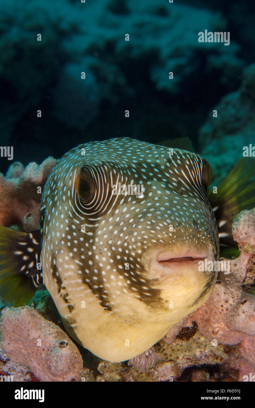 Ringed Puffer Arothron hispidus, Tetradontidae, Sharm el-Sheikh, Egypt Stock Photo
