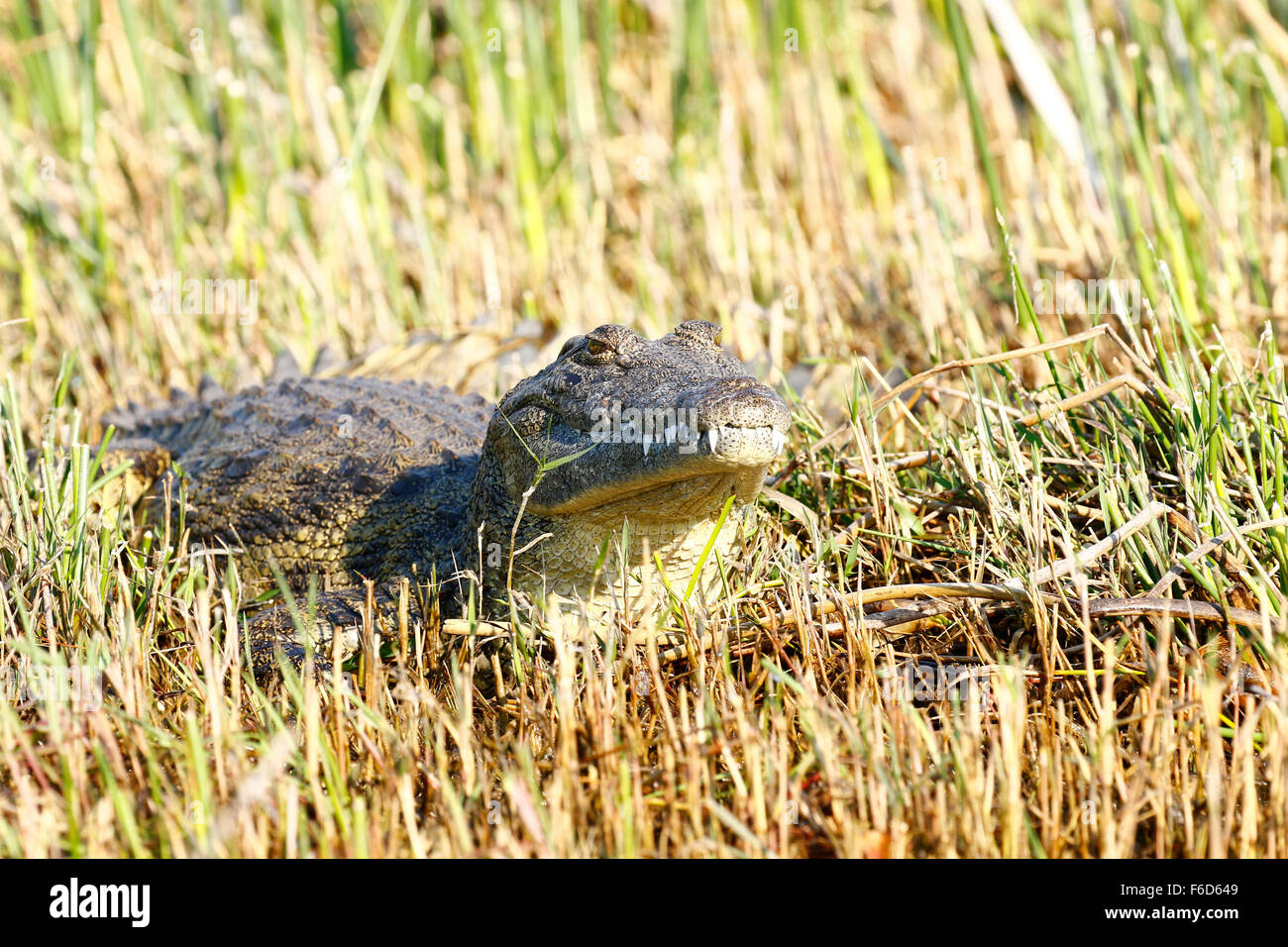 A large and aggressive species with a broad snout, especially in older animals. It has a dark bronze coloration Nile Crocodile Stock Photo