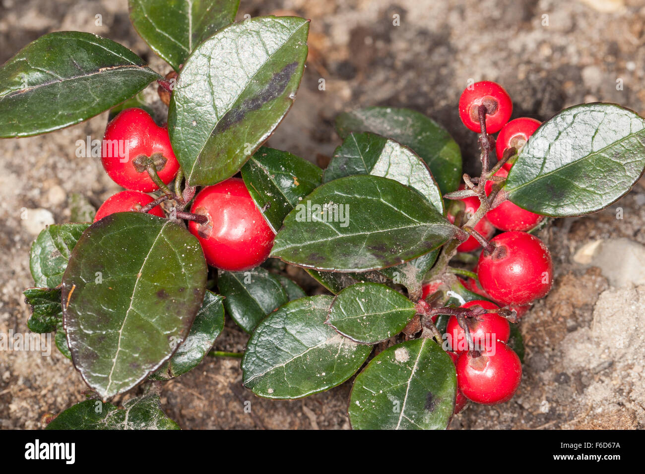 Eastern teaberry, checkerberry, boxberry, fruit, Niedere Scheinbeere, Wintergrün, Frucht, Früchte, Gaultheria procumbens Stock Photo