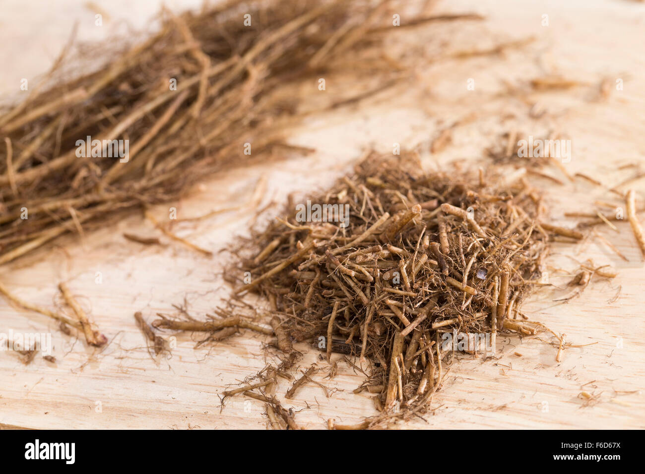 Wood avens, herb Bennet, colewort, root, roots, Echte Nelkenwurz, Gemeine Nelkenwurz, Wurzel, Wurzeln, Geum urbanum Stock Photo