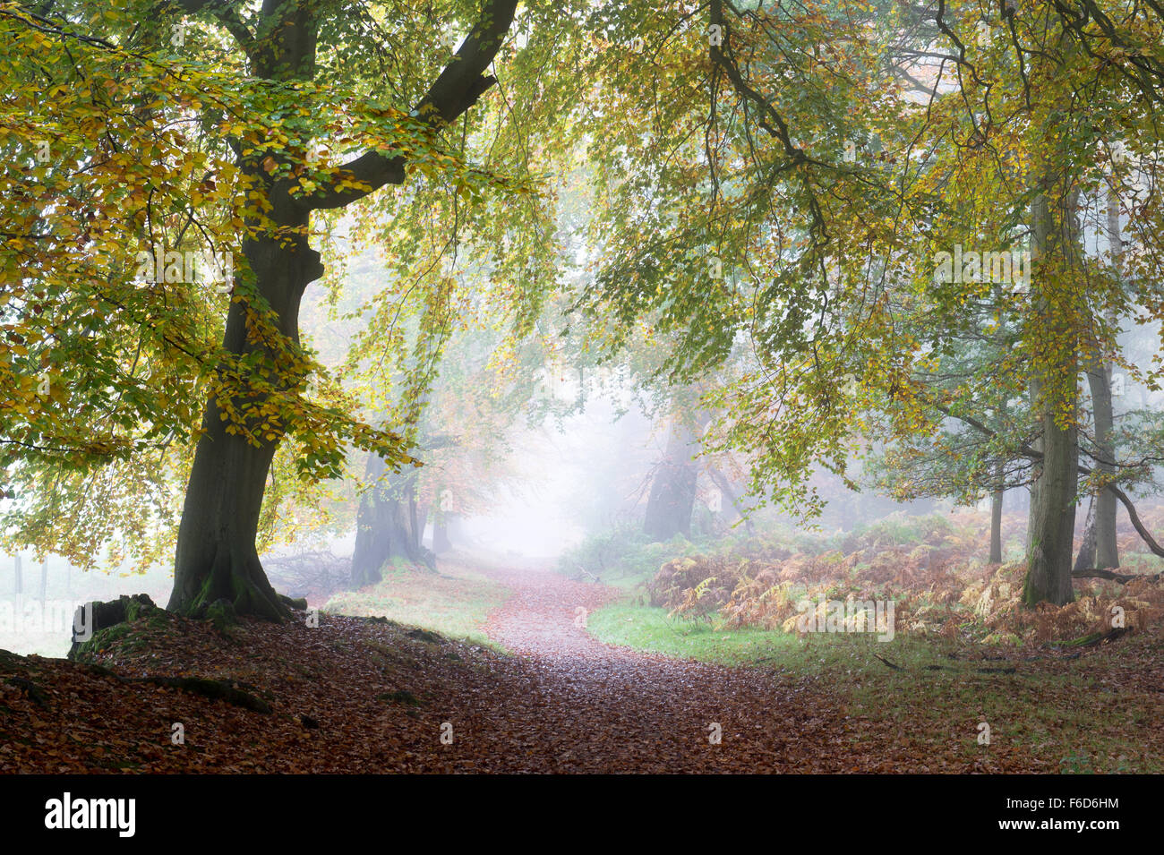 Fagus sylvatica. Beech trees and autumn mist. Ladys walk, Ashridge. England. Stock Photo