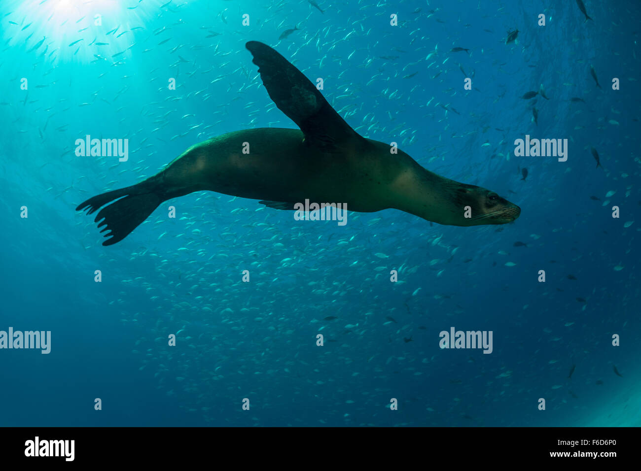 Seal hunting underwater hi-res stock photography and images - Alamy