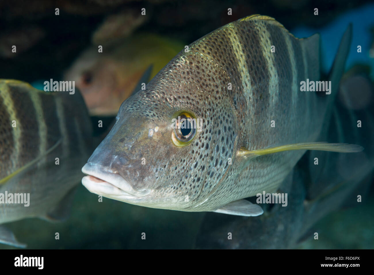 Graybar hires stock photography and images Alamy