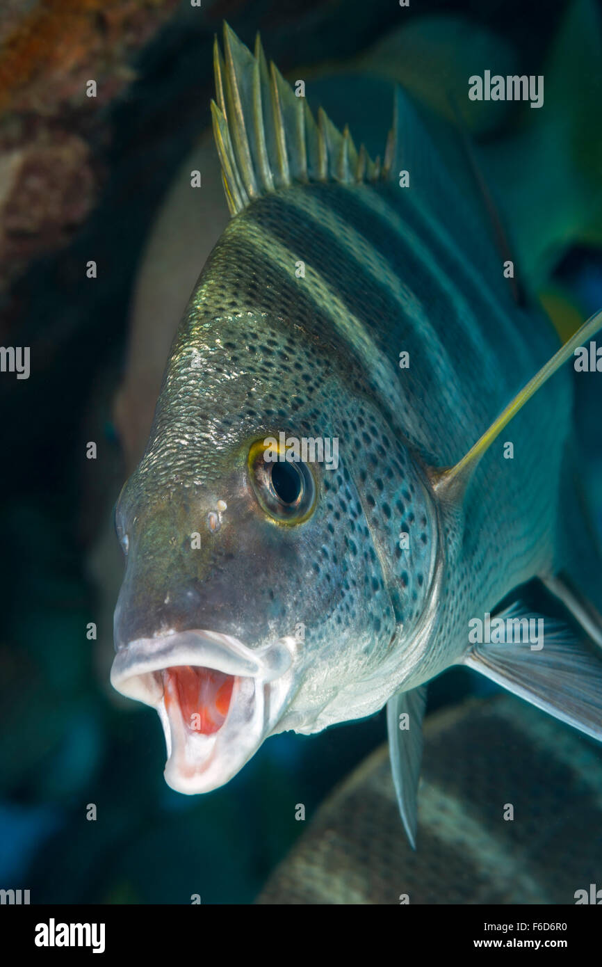 Graybar Grunt, Haemulon sexfasciatum, La Paz, Baja California Sur, Mexico Stock Photo