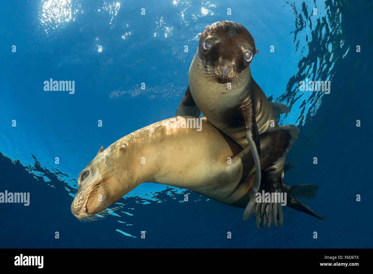 California Sea Lion huggle together, Zalophus californianus, La Paz, Baja California Sur, Mexico Stock Photo
