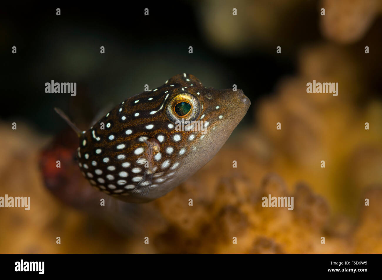 Spotted Sharpnose Puffer, Canthigaster punctatissima, La Paz, Baja California Sur, Mexico Stock Photo