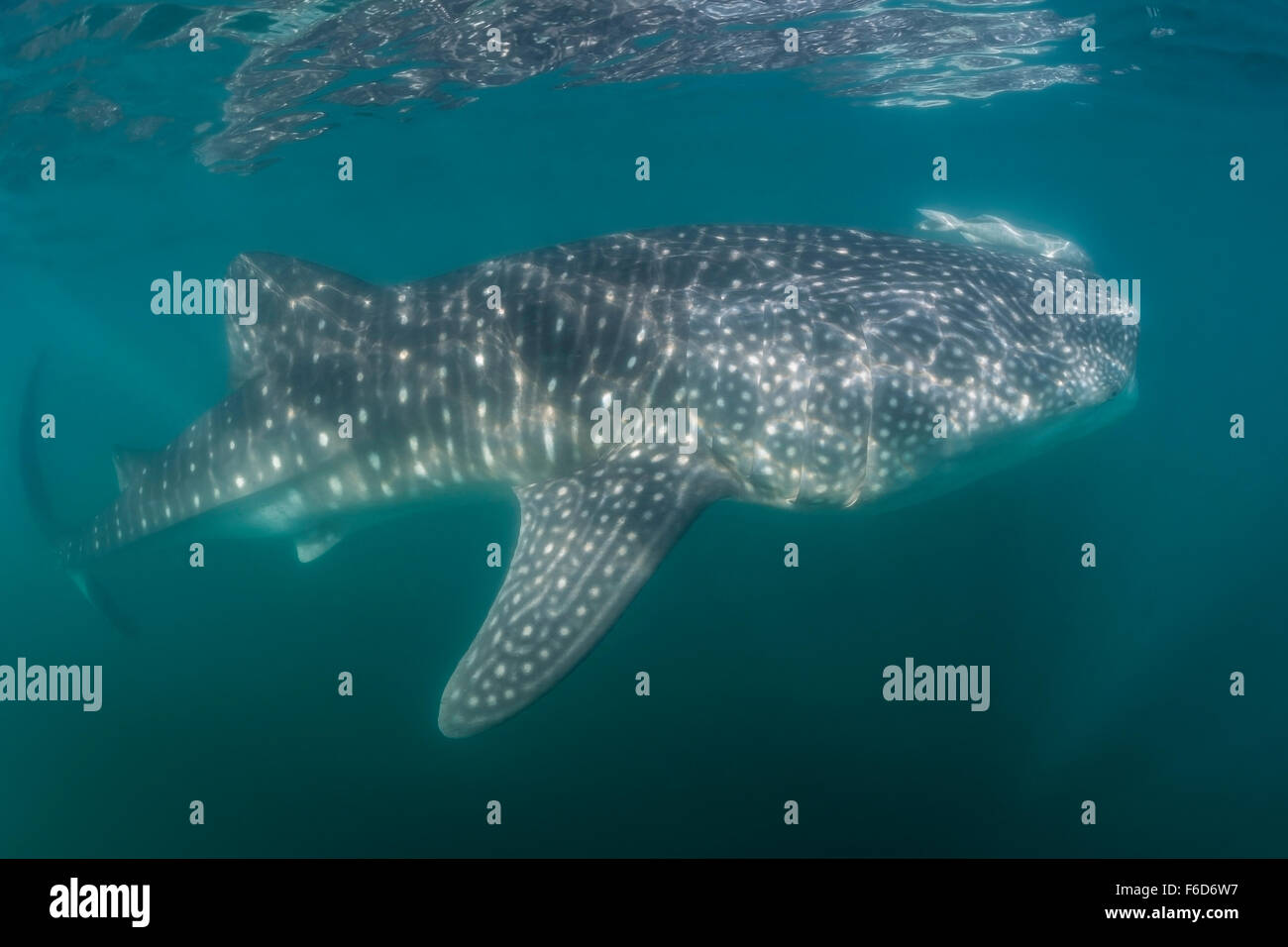 Whale Shark, Rhincodon typus, La Paz, Baja California Sur, Mexico Stock