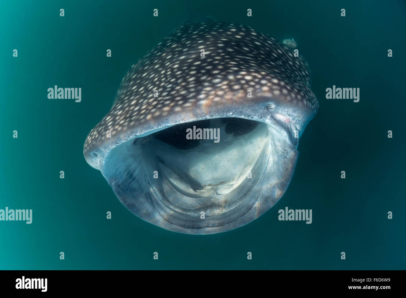 Whale Shark Rhincodon Typus La Paz Baja California Sur Mexico Stock Photo Alamy