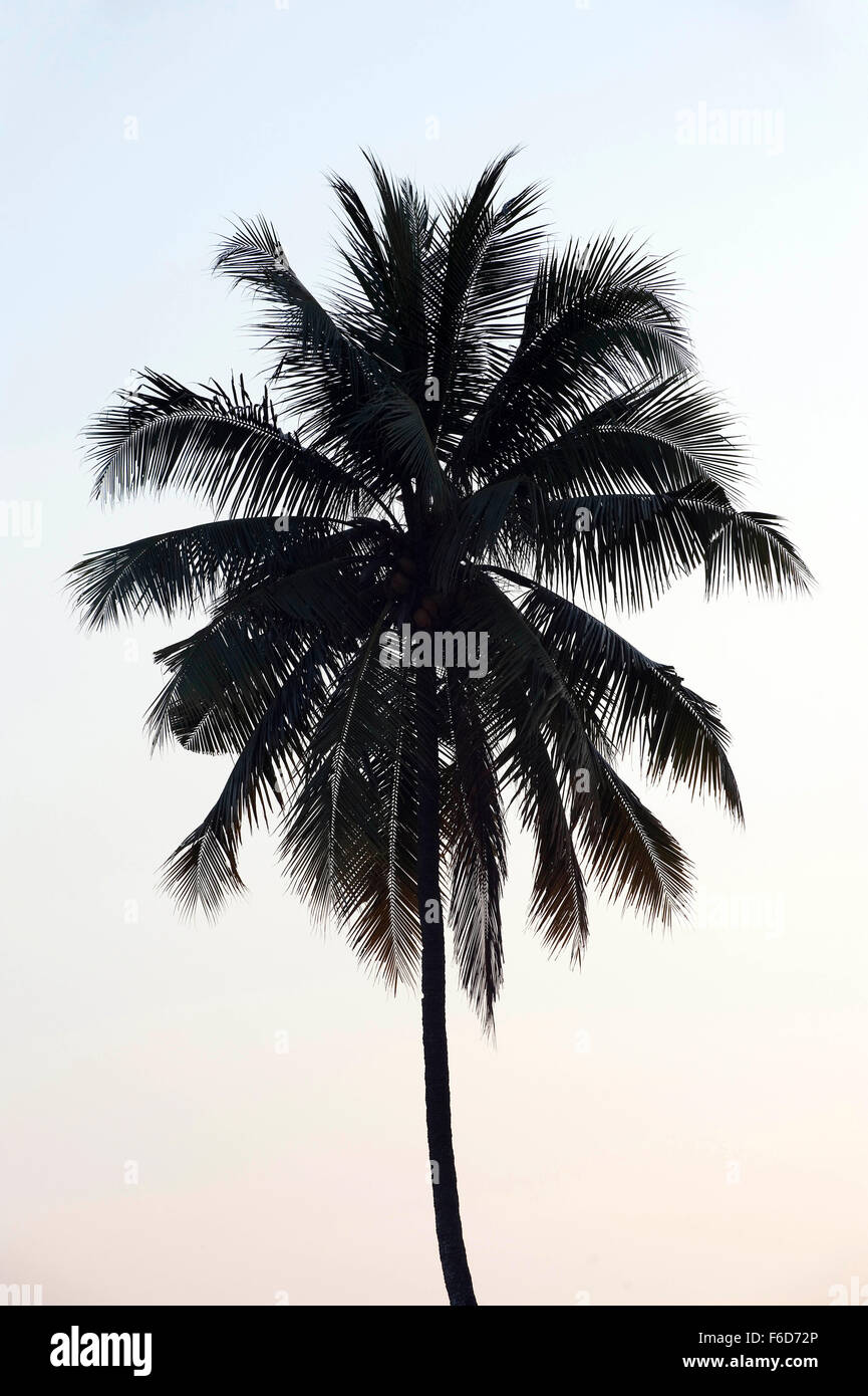 Coconut tree, palm tree, silhouette, thiruvananthapuram, kerala, india, asia Stock Photo