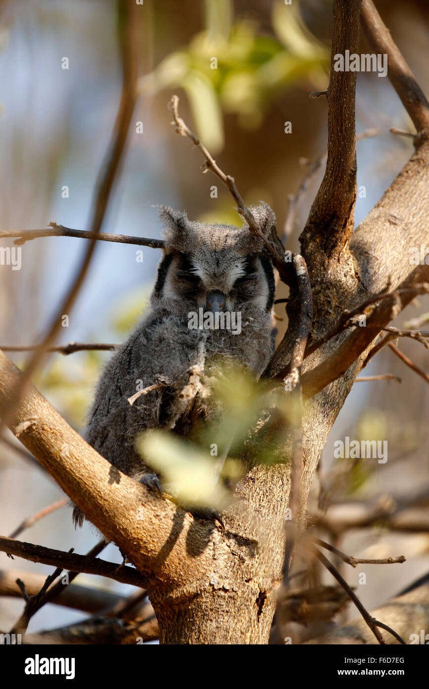 This Southern White-faced Owl mum, had 4 fluffy owlet fledglings in the tree with her. An exceptional feat little owl chicks Stock Photo