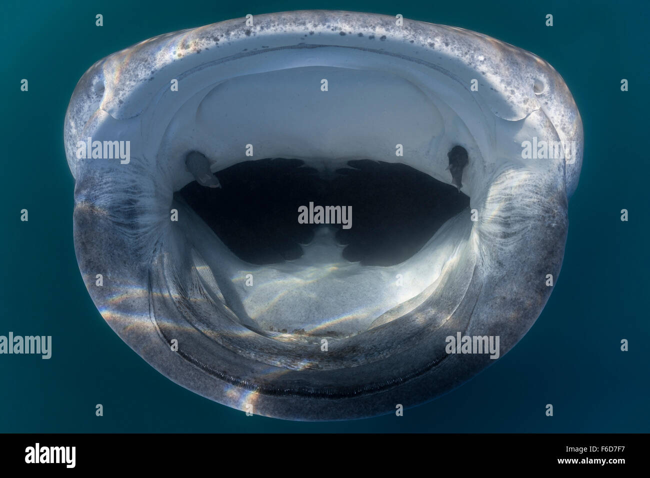 Whale Shark, Rhincodon typus, La Paz, Baja California Sur, Mexico Stock